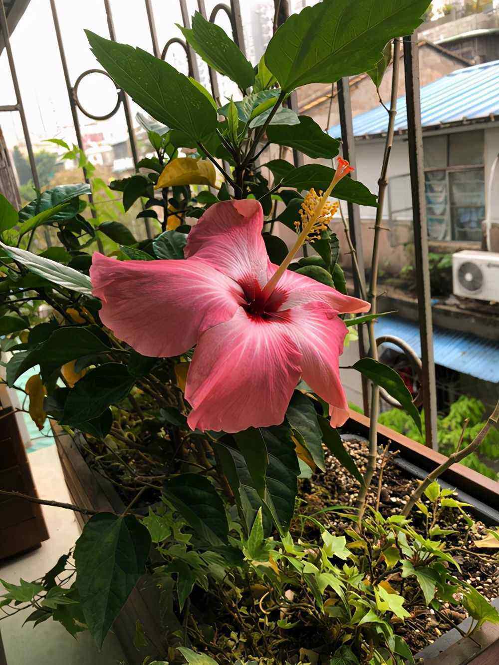 详情！一本万利植物“夏花依旧”