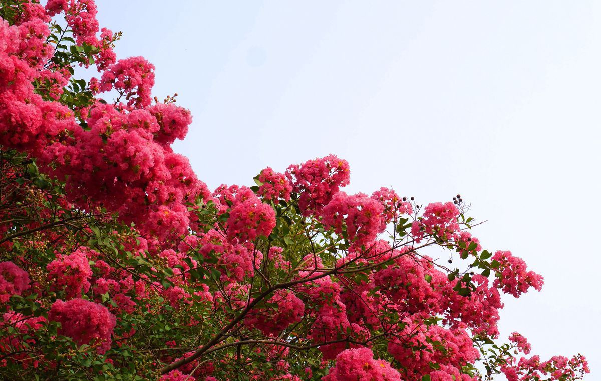 达人分享！李贺的雅号“夏花依旧”