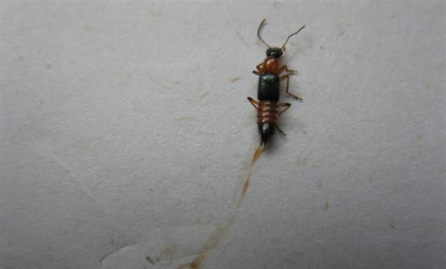 分析！隐翅虫主要分布在哪里“星星点点”