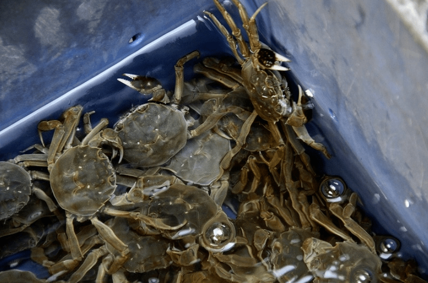 达人分享！杀薇文“典则俊雅”