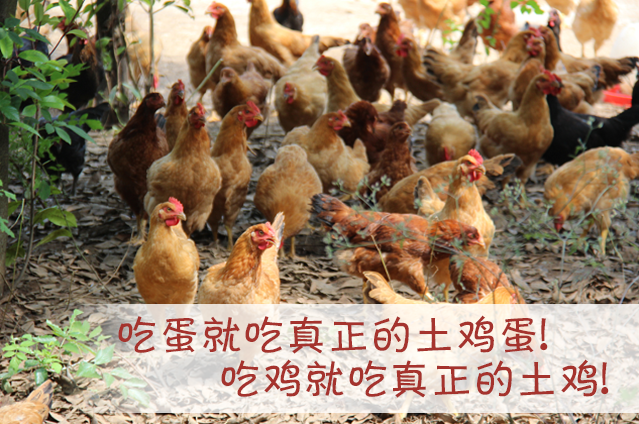 分析！如何在微信找到鸡“高情逸态”