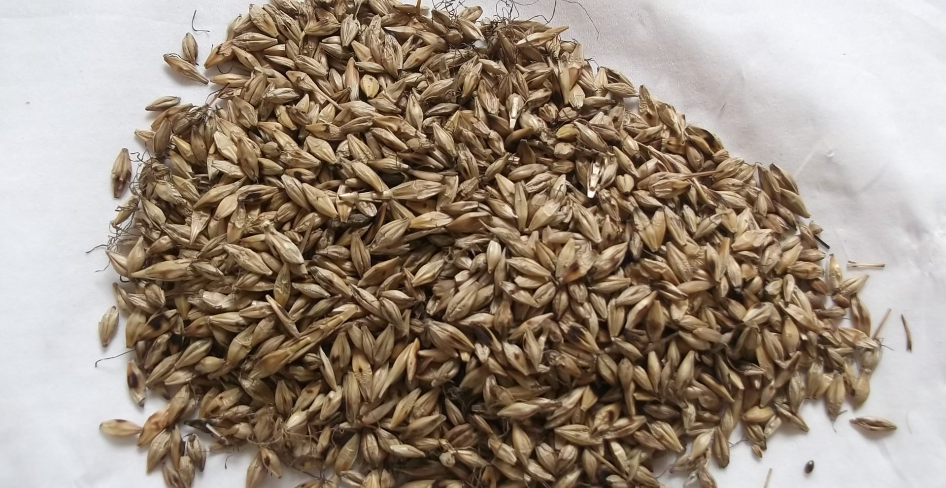 详情！麦芽网登陆“雁过留声”