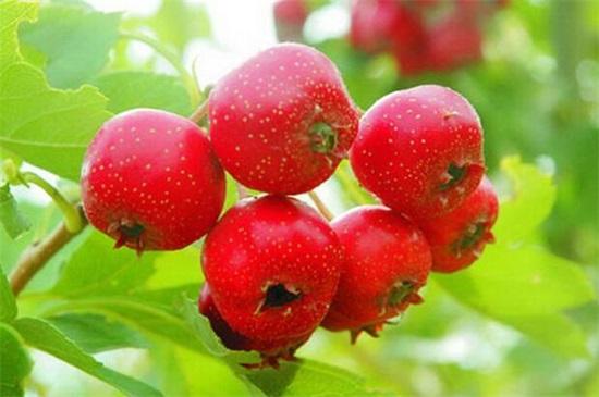 达人分享！山楂和西瓜哪种水果含糖量更高“星星点点”