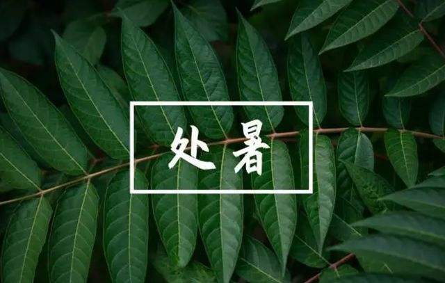 讲解！处暑吃什么蔬菜推荐十种蔬菜“星星点点”