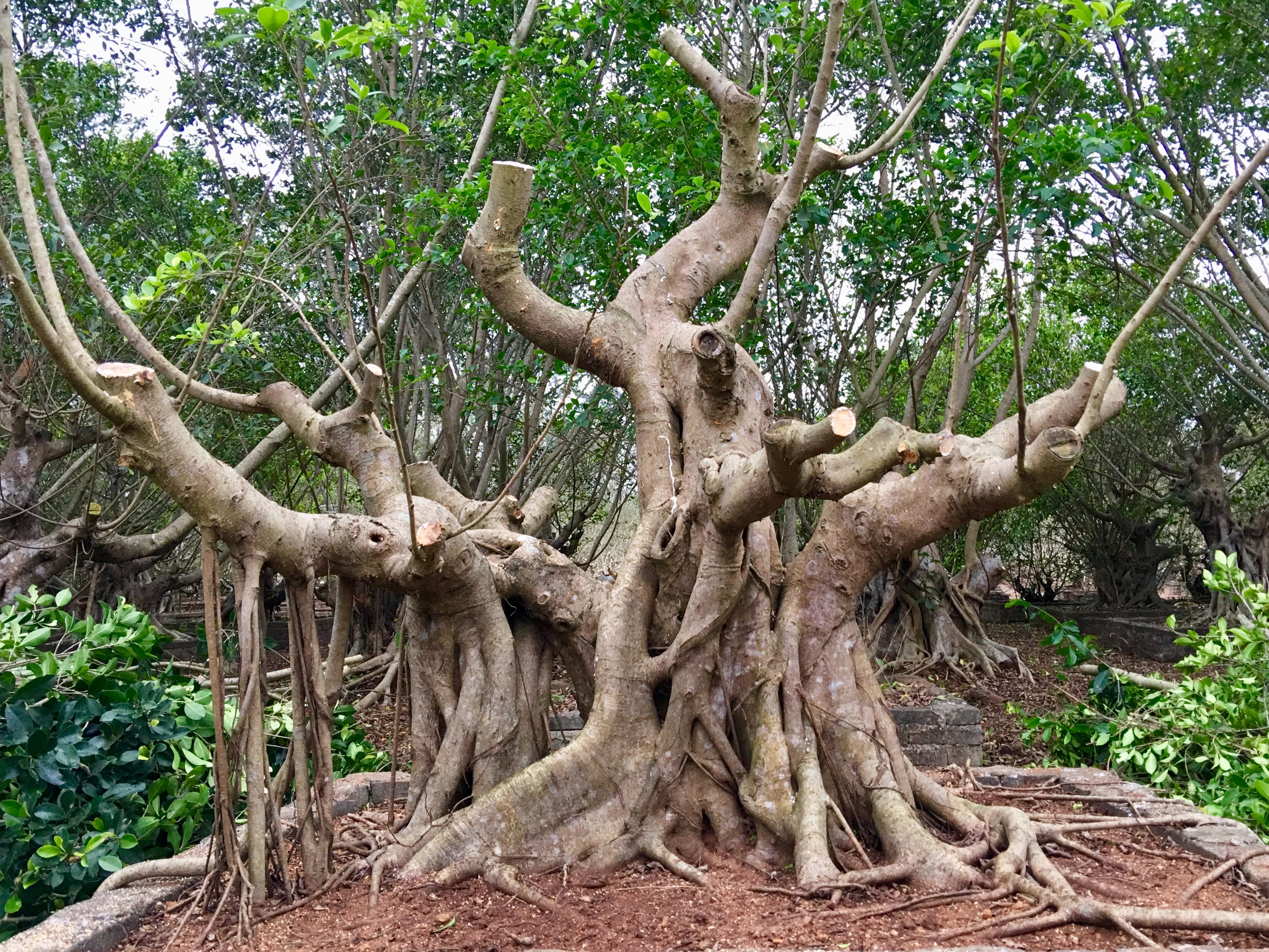 讲解！老榕树智能建站软件“桃红柳绿”