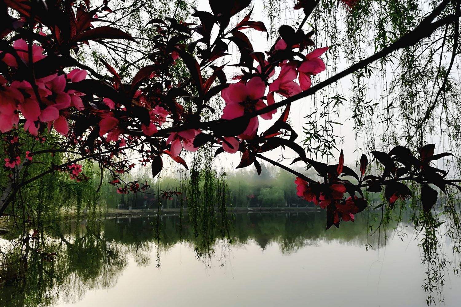 讲解！老榕树智能建站软件“桃红柳绿”