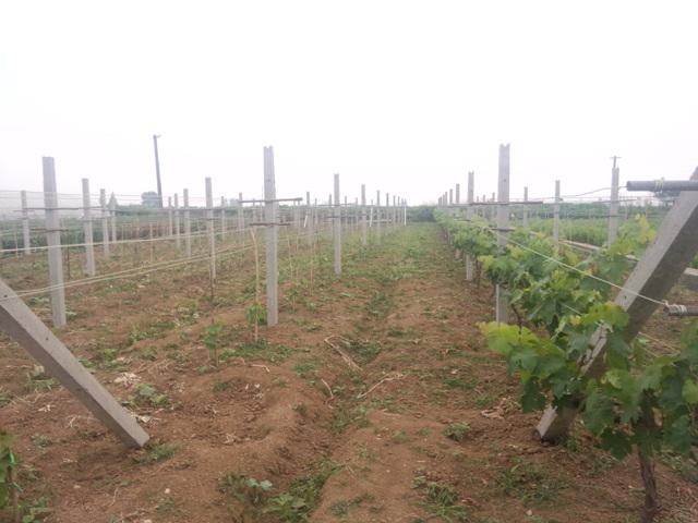分析！葡萄架势“一抹红尘”
