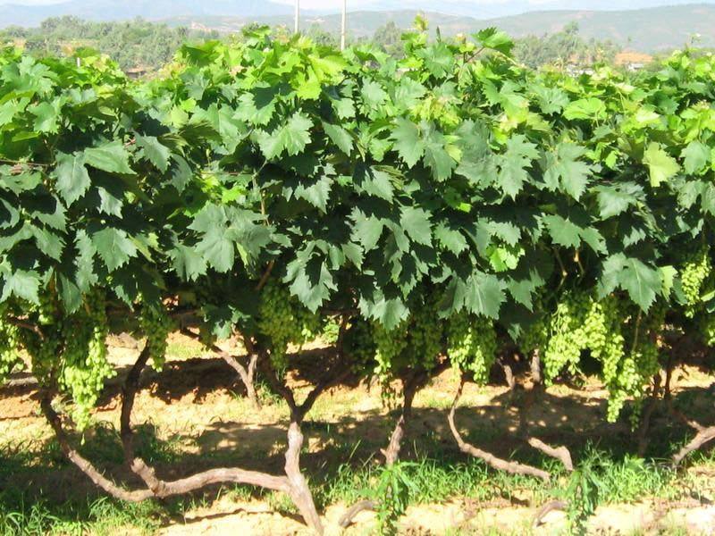 分析！葡萄架势“一抹红尘”