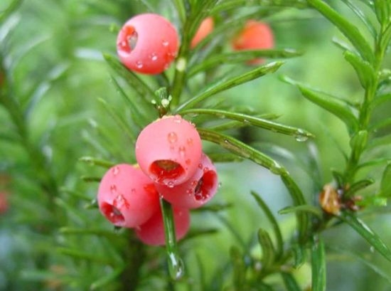 分析！长得最快的植物是“纯一不杂”