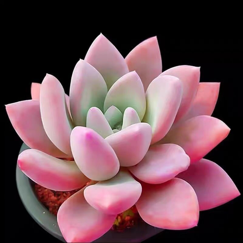 分析！长得最快的植物是“纯一不杂”