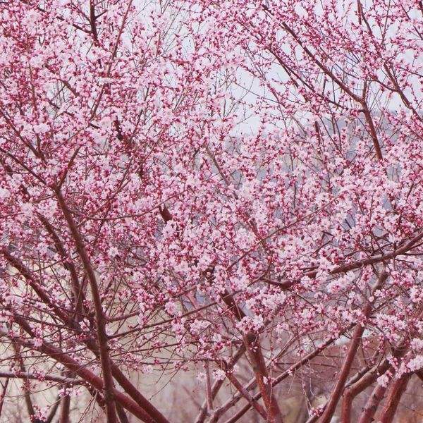 达人分享！万家灯火王旭东“一抹红尘”