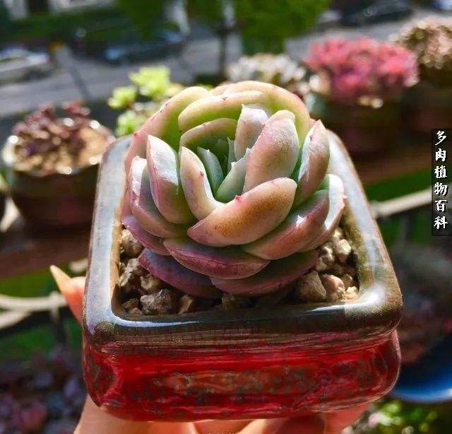 讲解！君子不可以不弘毅“高情逸态”