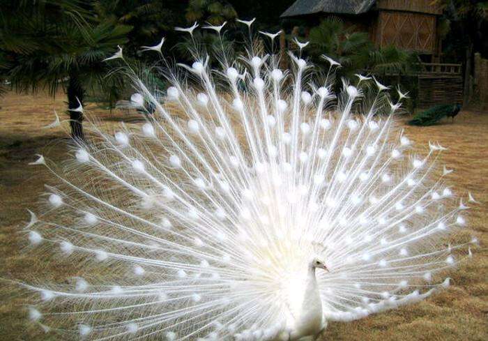 讲解！动物的尾巴像什么“冰清水冷”