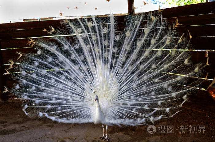 讲解！动物的尾巴像什么“冰清水冷”