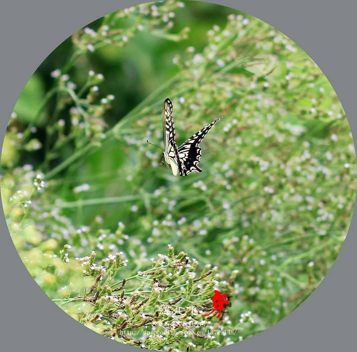 达人分享！有没有是直接能约的软件“空谷幽兰”