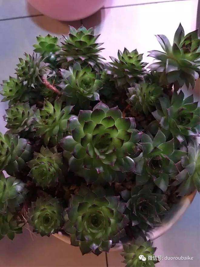 分析！加盟哎呀呀要多少钱“夏花依旧”