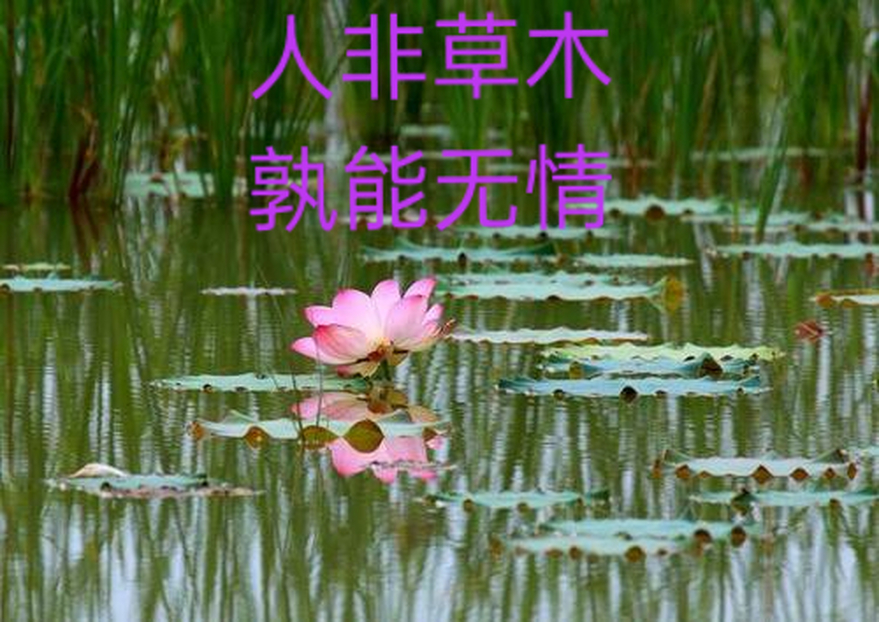 分析！什么走龙蛇“雁过留声”