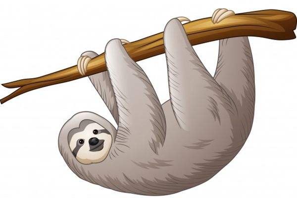 达人分享！树懒怎么读“星星点点”