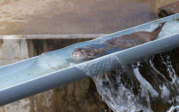 讲解！穿墙术印度“高情逸态”