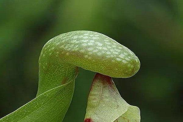 详情！吃肉的植物爬山虎