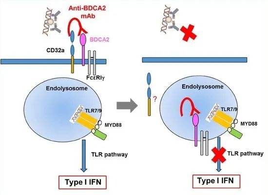 达人分享！bd抗体“一抹红尘”