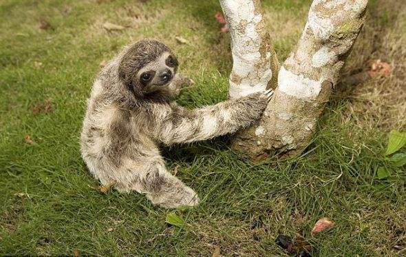 达人分享！树懒怎么读“空谷幽兰”