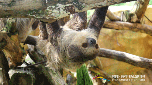 达人分享！树懒怎么读“空谷幽兰”