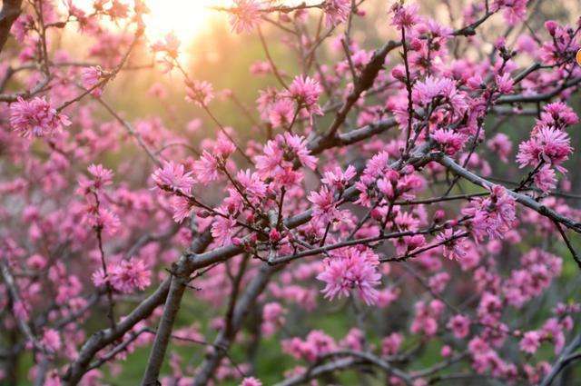 分析！心动心如“桃红柳绿”