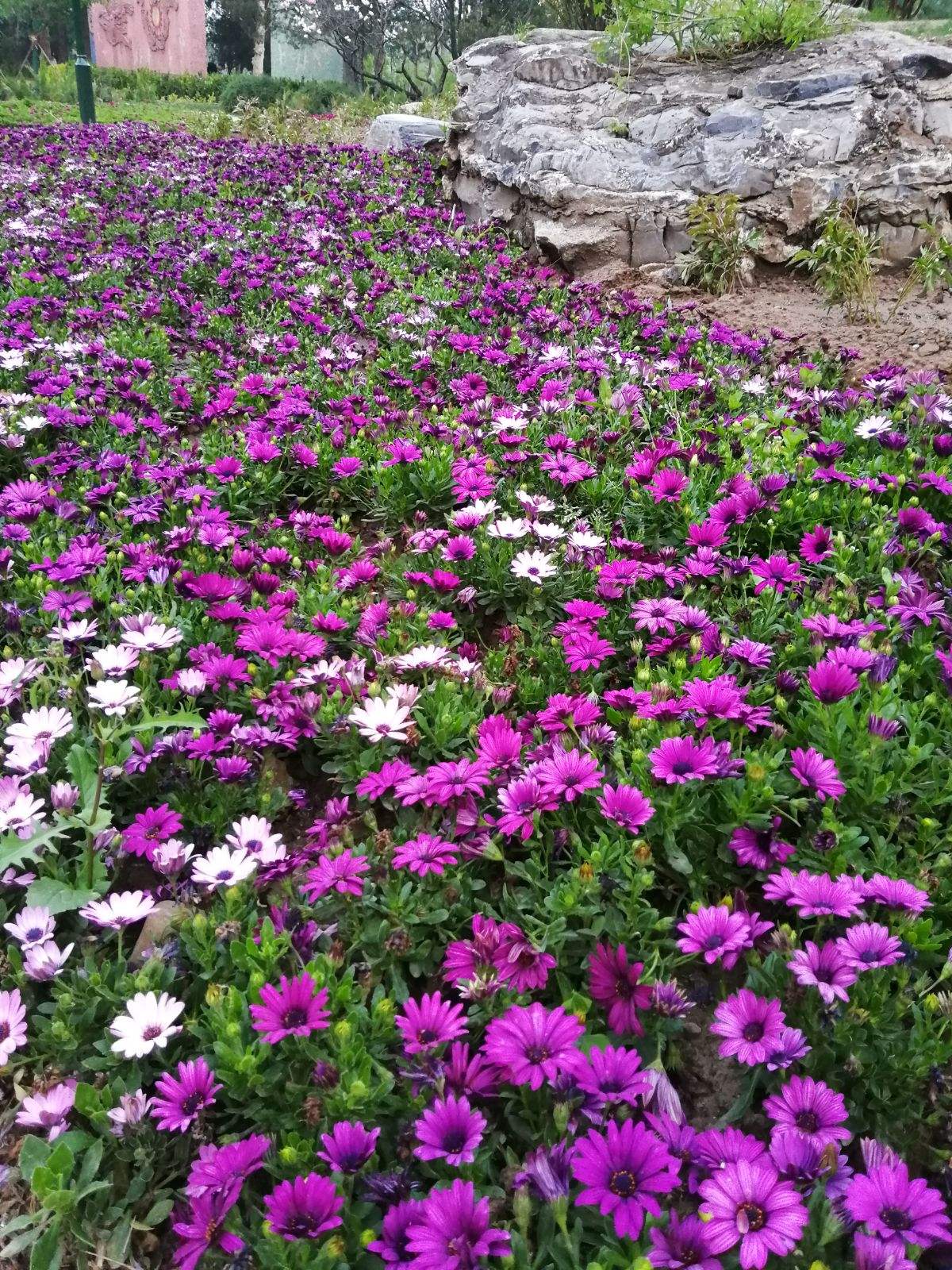 分析！心动心如“桃红柳绿”