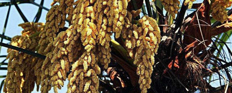 讲解！棕树花苞吃法大全“夏花依旧”