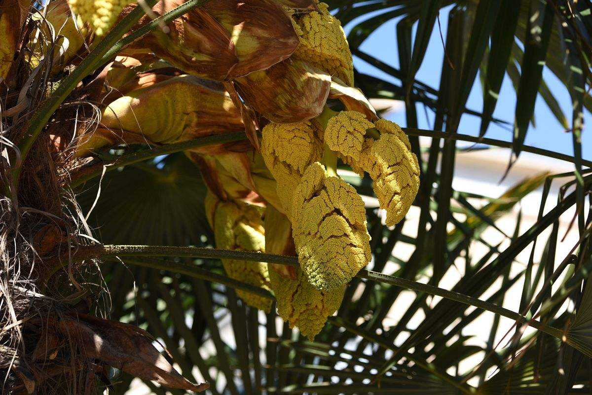 讲解！棕树花苞吃法大全“夏花依旧”