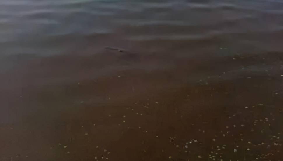 分析!怎样消除鱼塘的铁锈水"雁过留声"