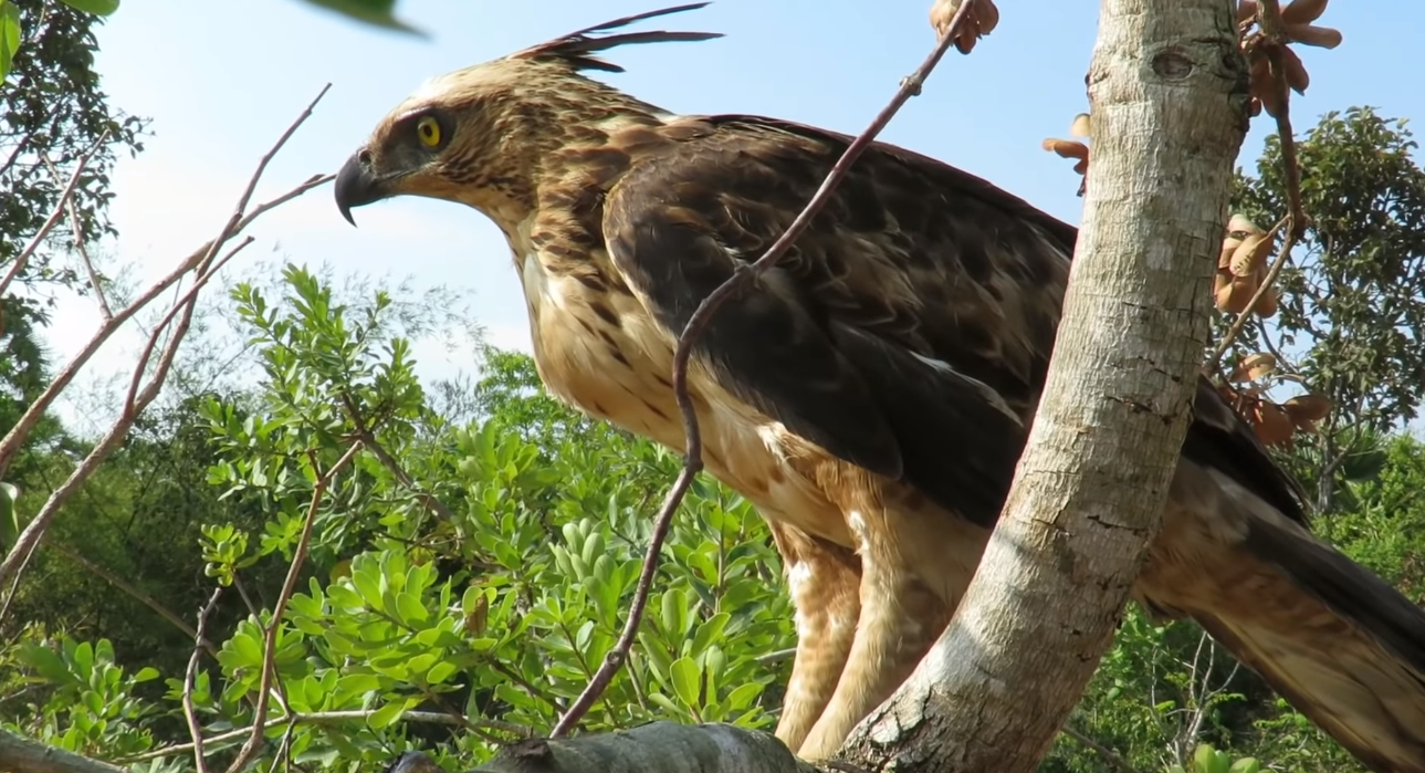 分析！老鹰的拼音“冰清水冷”
