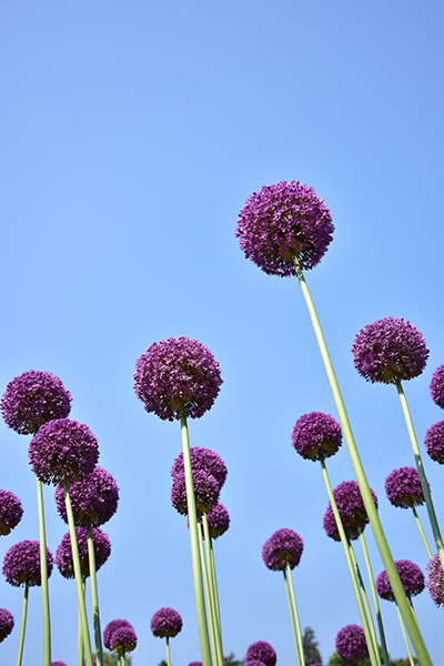 分析！孟夏在古代时令中是指农历几月“桃红柳绿”