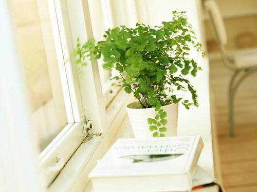 分析！长得最快的植物是“夏花依旧”