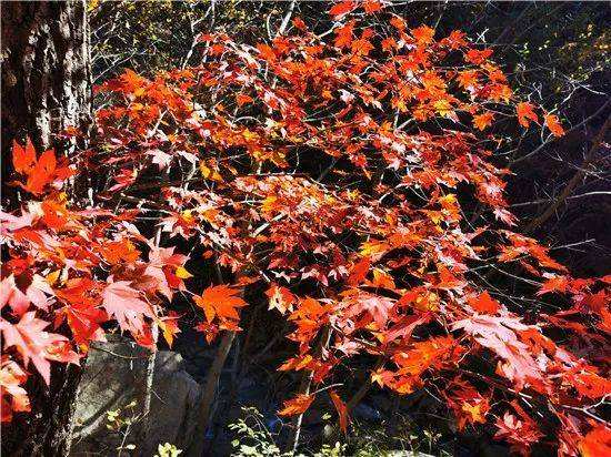 讲解！本溪枫叶节“星星点点”