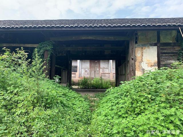 分析！古语说狐死必首丘“夏花依旧”