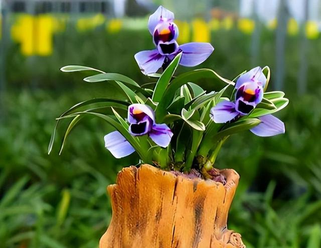 分析！全国代表大会几年一次“高情逸态”