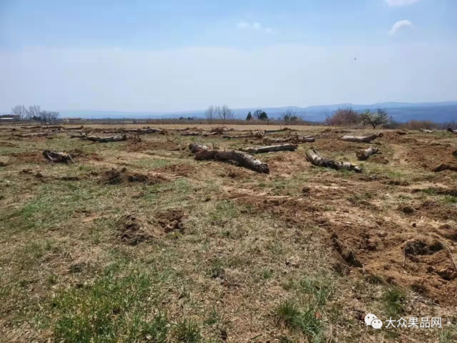 分析！苹果工人病逝“纯一不杂”