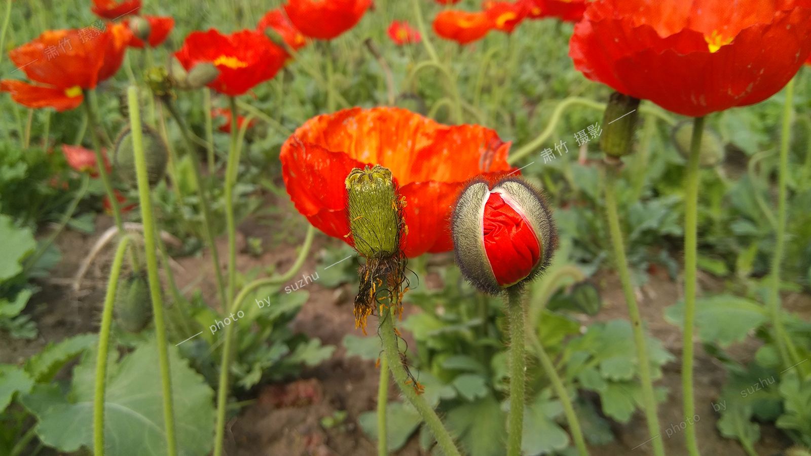 达人分享！萌芽电子刊“郢中白雪”