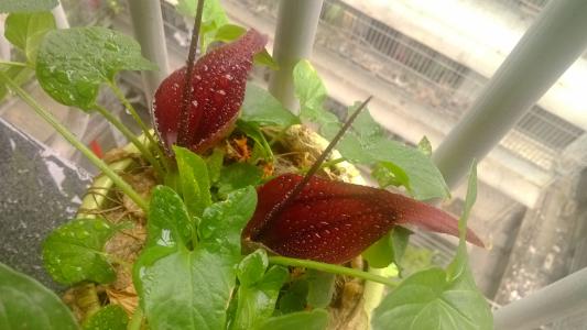 分析！李炜qq“一抹红尘”