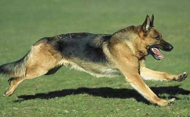 讲解！狼狗训练“冰清水冷”