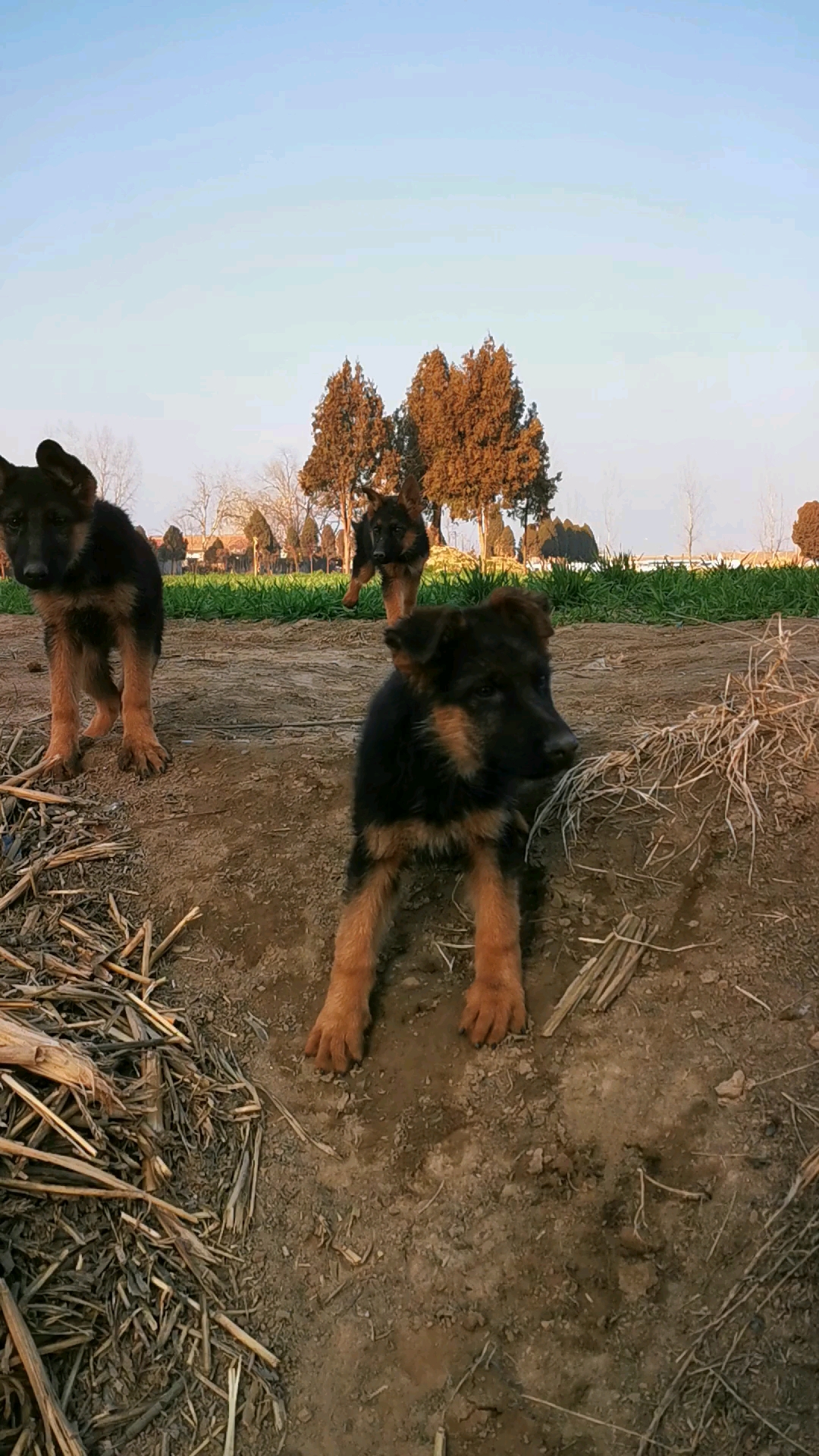 讲解！狼狗训练“冰清水冷”