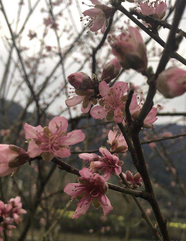 讲解！水花兄弟的由来“桃红柳绿”