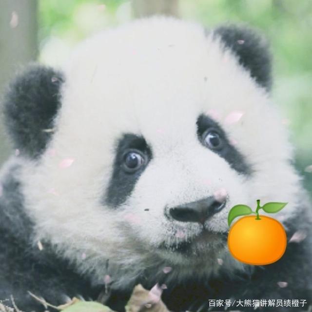 讲解！加盟哎呀呀要多少钱“典则俊雅”