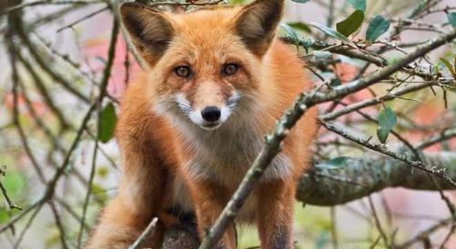 讲解！古语说狐死必首丘