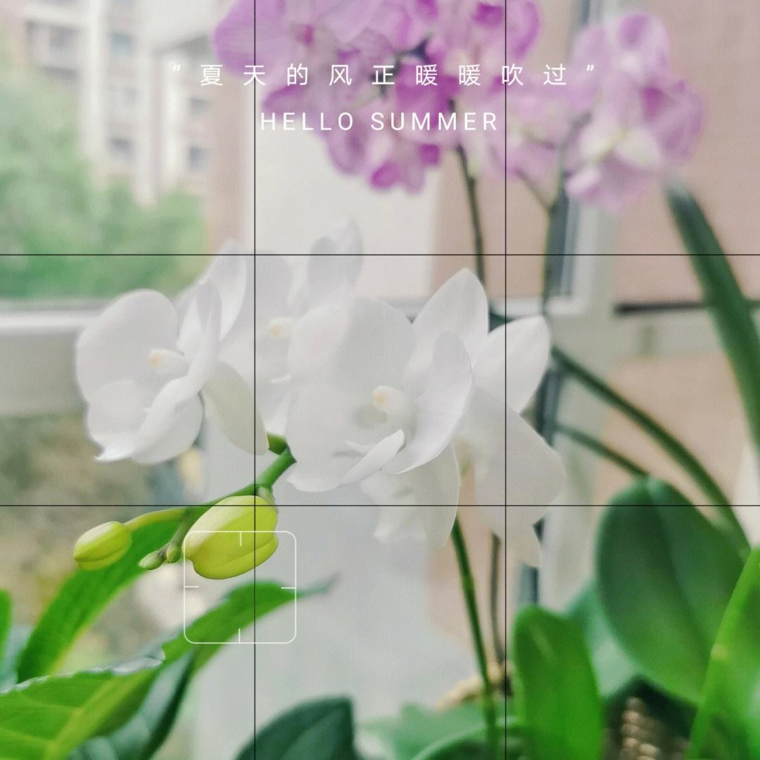 讲解！嫦娥为什么善变“夏花依旧”