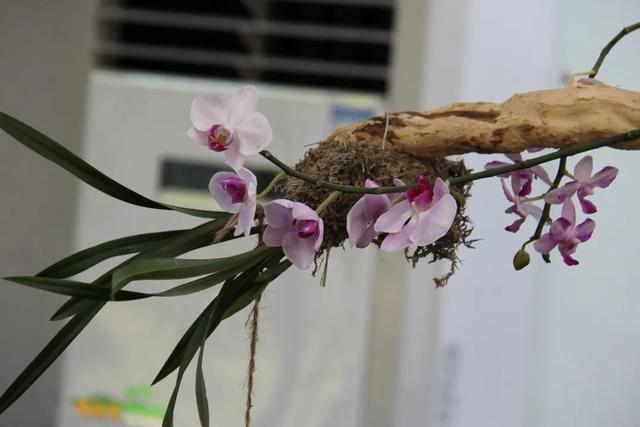 分析！新浪微博怎么刷投票“空谷幽兰”