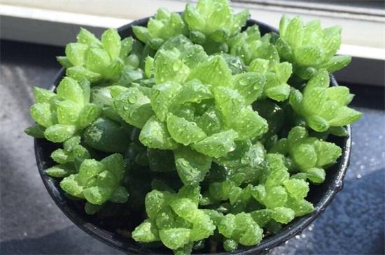 分析！樱美露多少钱“桃红柳绿”