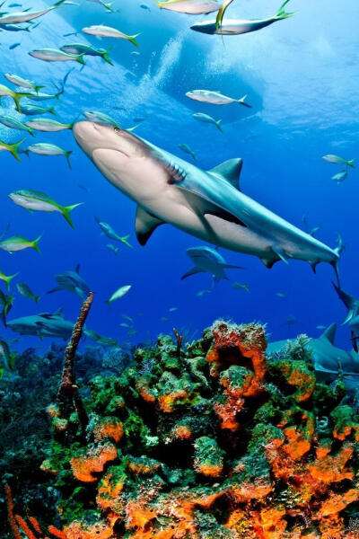 达人分享！软弱的鲨鱼“一抹红尘”